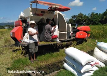 Ibu Yatimah Panen Padi di Kebonagung, Imogiri, Bantul