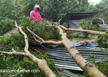 Tertimpa Pohon Tumbang, Dua Rumah di Imogiri Bantul Alami Kerusakan Berat