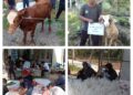 Gerakan Qurban di Yayasan Kiwari Bantul Indonesia