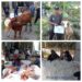Gerakan Qurban di Yayasan Kiwari Bantul Indonesia